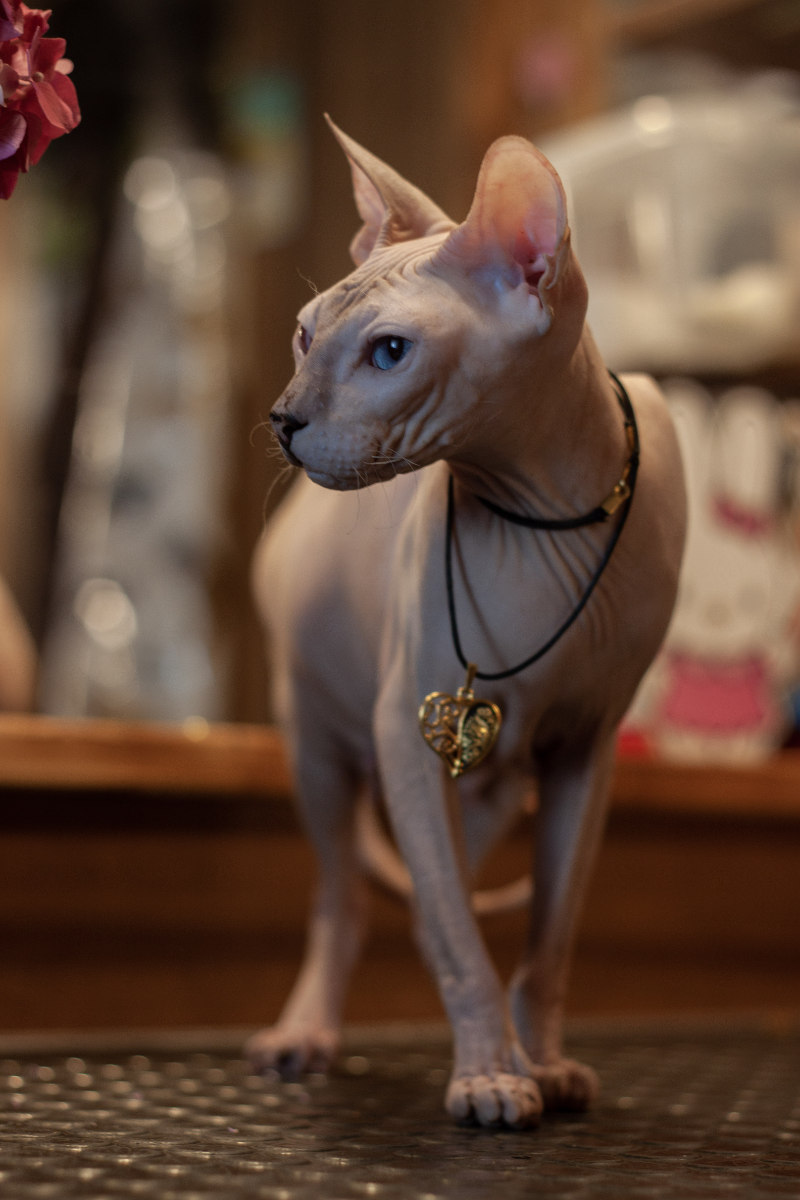 Grace kočka Donský Sphynx