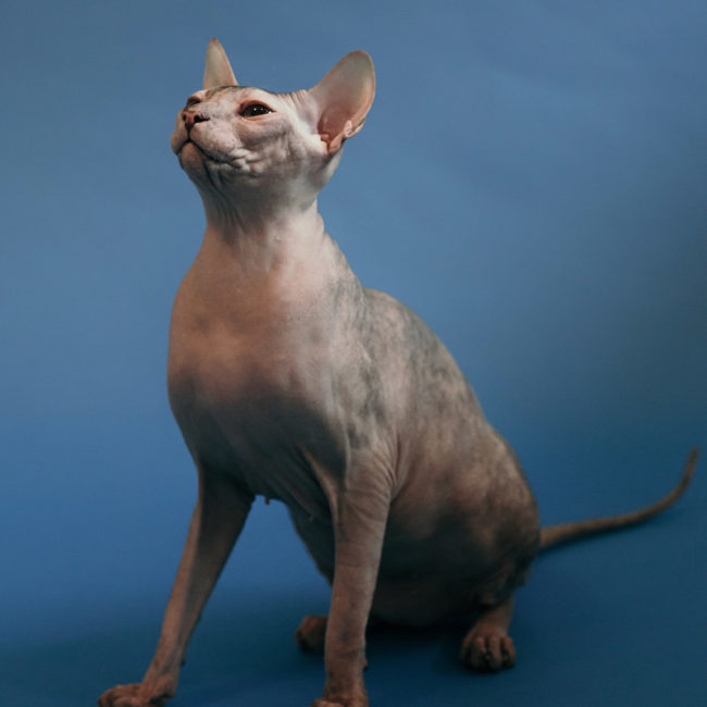 Lada kočka plemene Donský Sphynx