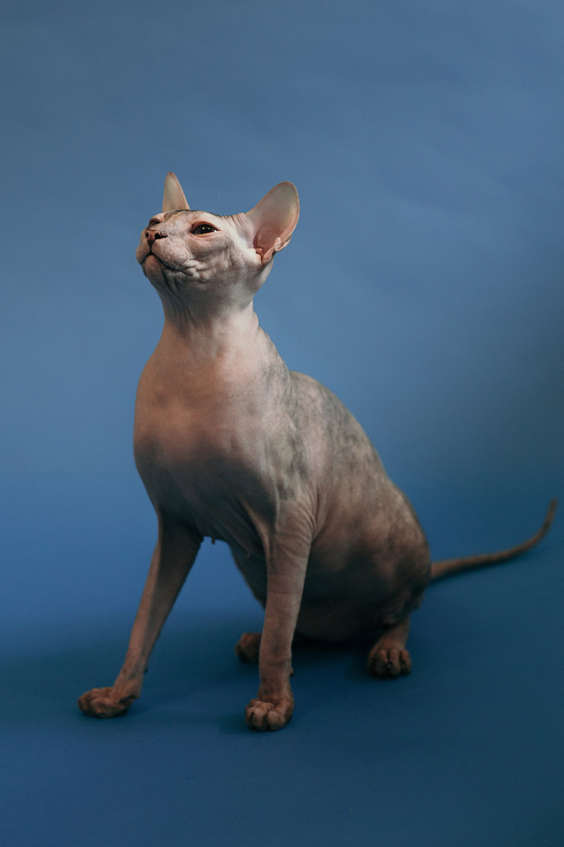 Lada kočka plemene Donský Sphynx