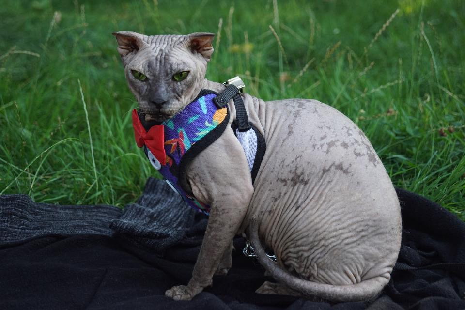 Dulsinea Tobos kočka plemene Ukrajinský levkoy