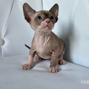 Boucheron*CZ Fabiana Donský Sphynx, female