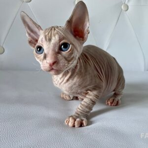 Boucheron *CZ Fabio Donský Sphynx, male