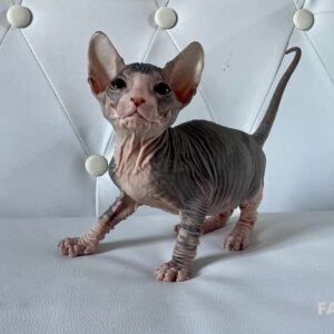 Boucheron *CZ Faiza Donský Sphynx, female