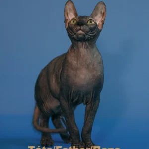Táta - Irvin Elison Fire kocour plemene Donský Sphynx