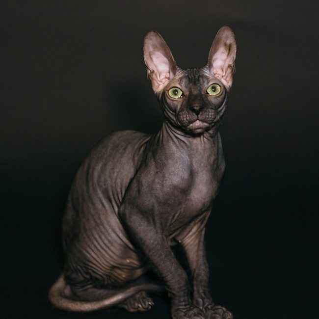 Irvin kocour plemene Donský Sphynx