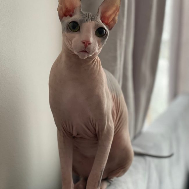 Nika kočka plemene Donský Sphynx