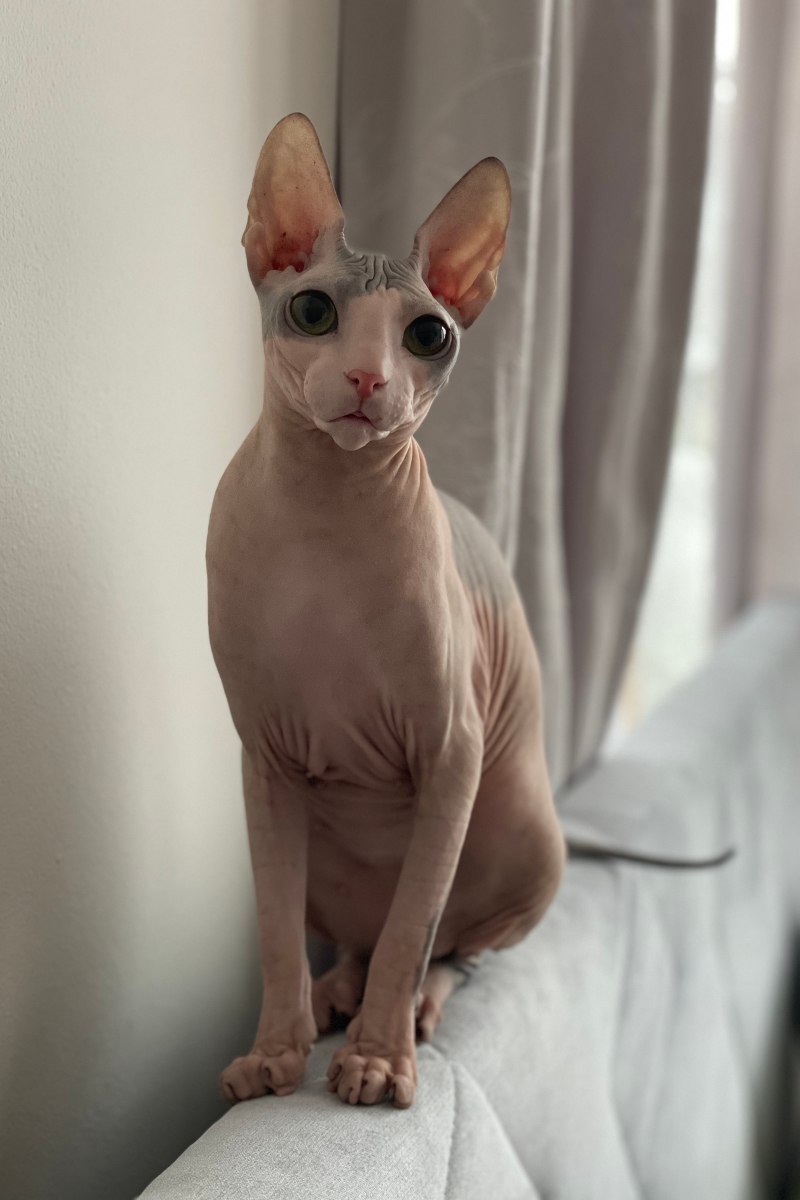 Nika kočka plemene Donský Sphynx