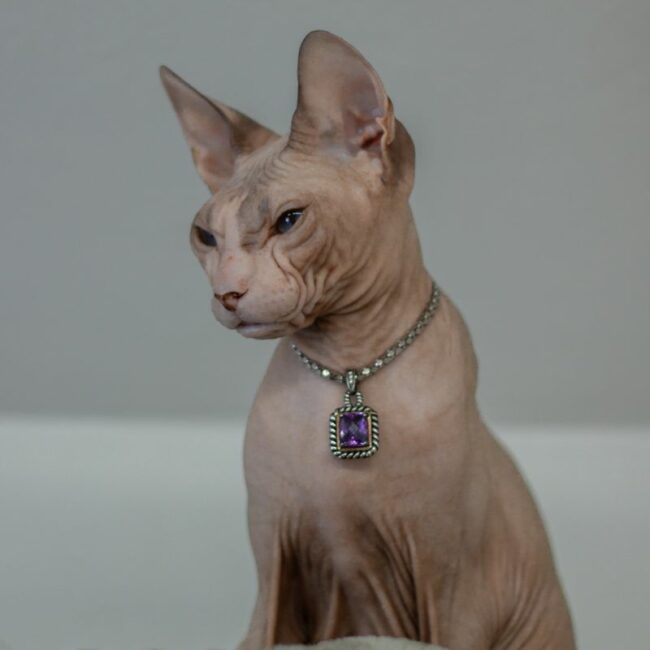 Charlotte Agel Smile kočka plemene Donský sphynx