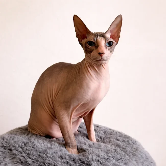 Boucheron*CZ Carrie - kočka plemene Donský sphynx