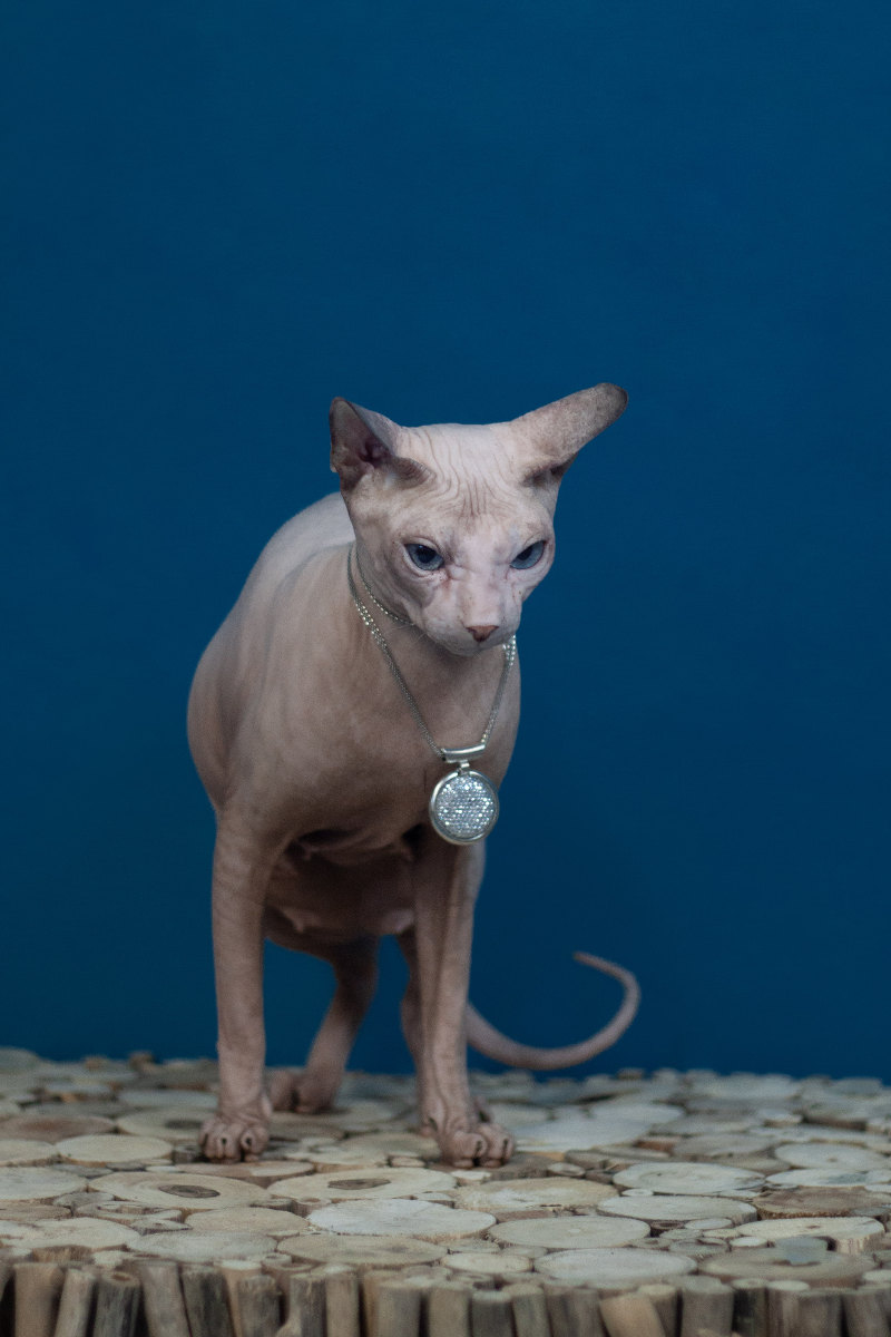 Dominika kočka plemene Donský sphynx