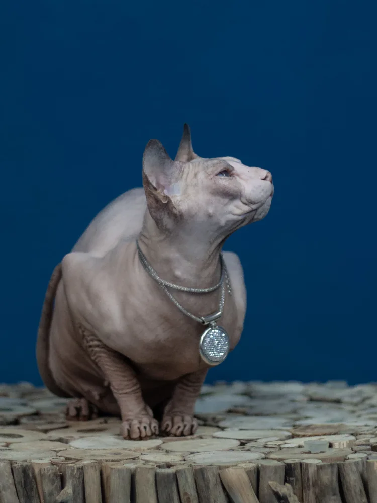 Dominika Sunrise kočka plemene Donský sphynx