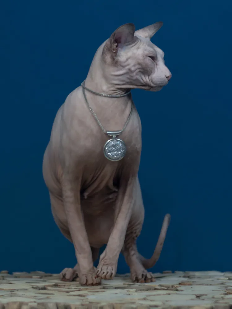 Dominika Sunrise kočka plemene Donský sphynx