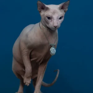 Dominika Sunrise kočka plemene Donský sphynx