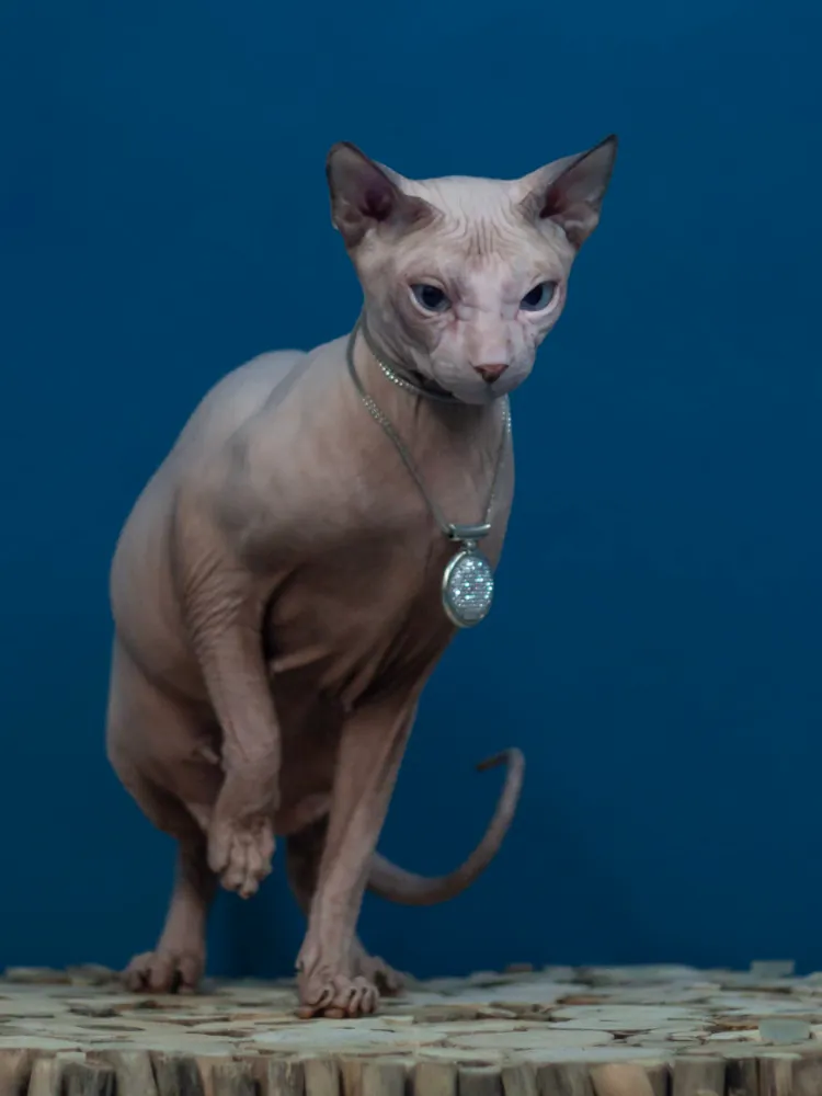 Dominika Sunrise kočka plemene Donský sphynx