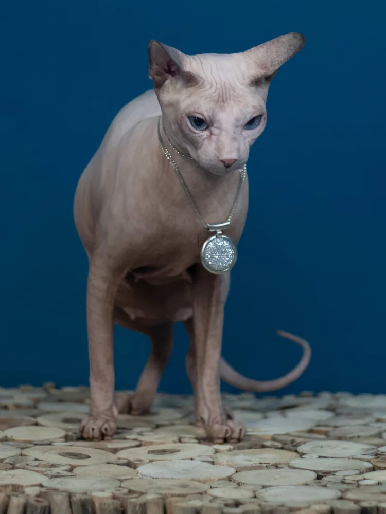 Dominika Sunrise kočka plemene Donský sphynx