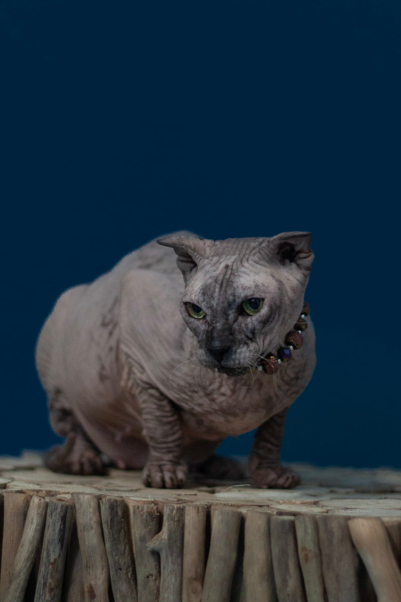 Дульсинея Тобос - кошка породы Украинский левкой