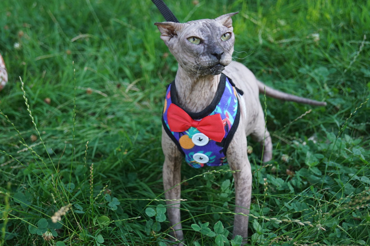Дульсинея Тобос - кошка породы Украинский левкой