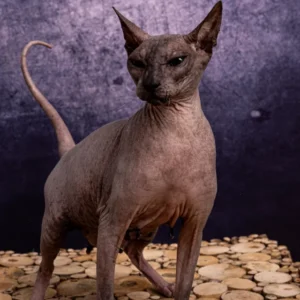 Feride Naked Angel kočka plemene Donský Sphynx