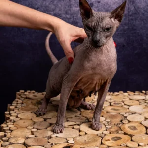 Feride Naked Angel kočka plemene Donský Sphynx