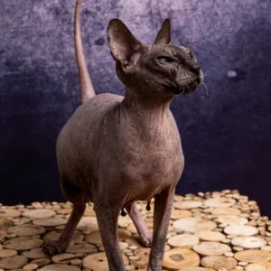 Feride Naked Angel kočka plemene Donský Sphynx