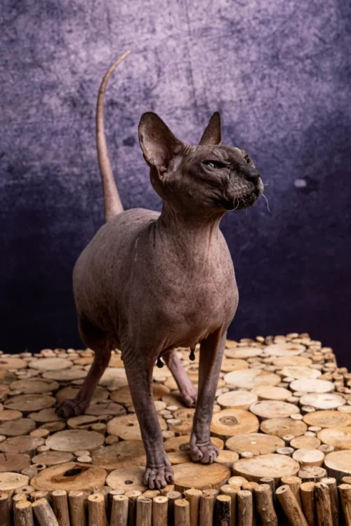 Feride Naked Angel kočka plemene Donský Sphynx
