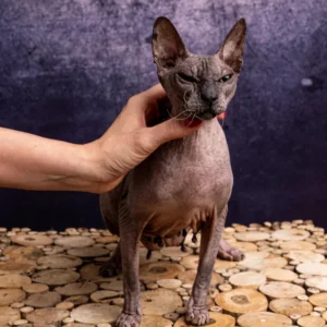Feride Naked Angel kočka plemene Donský Sphynx