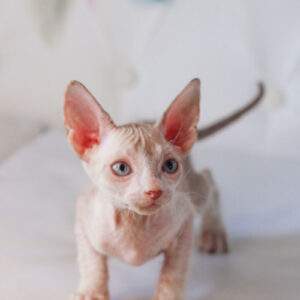 Gerard - kocourek plemene Donský Sphynx