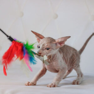 Gerard - kocourek plemene Donský Sphynx