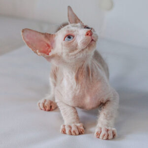 Gerard - kocourek plemene Donský Sphynx