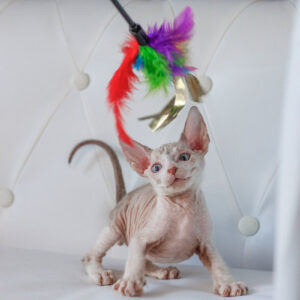 Gerard - kocourek plemene Donský Sphynx