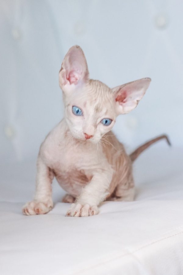 Gerard - kocourek plemene Donský Sphynx