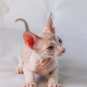 Gerard - kocourek plemene Donský Sphynx