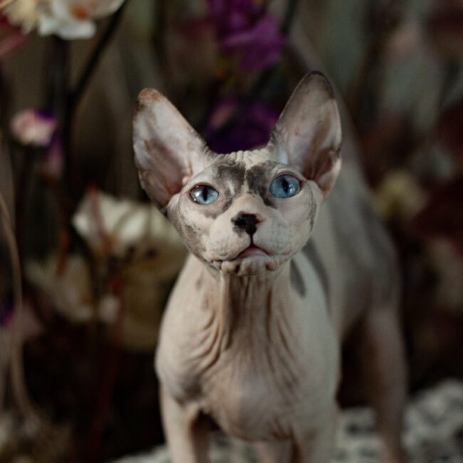 Gertruda Naked Angel - kočka Donský sphynx