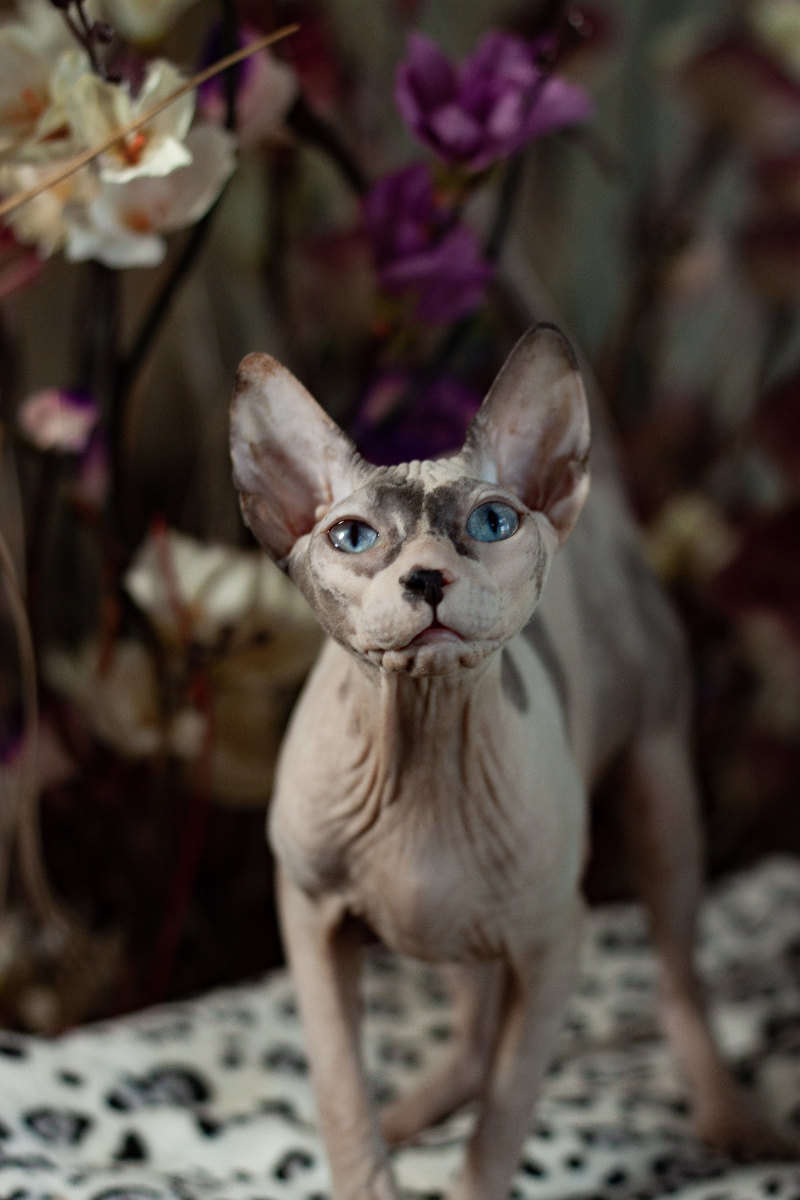Gertruda Naked Angel - kočka Donský sphynx