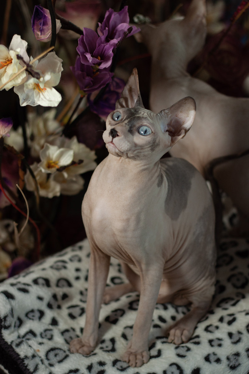 Gertruda Naked Angel - kočka Donský sphynx