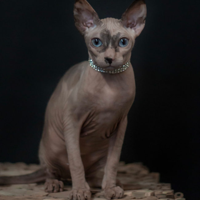 Gertruda Naked Angel - a cat of the Don Sphynx breed