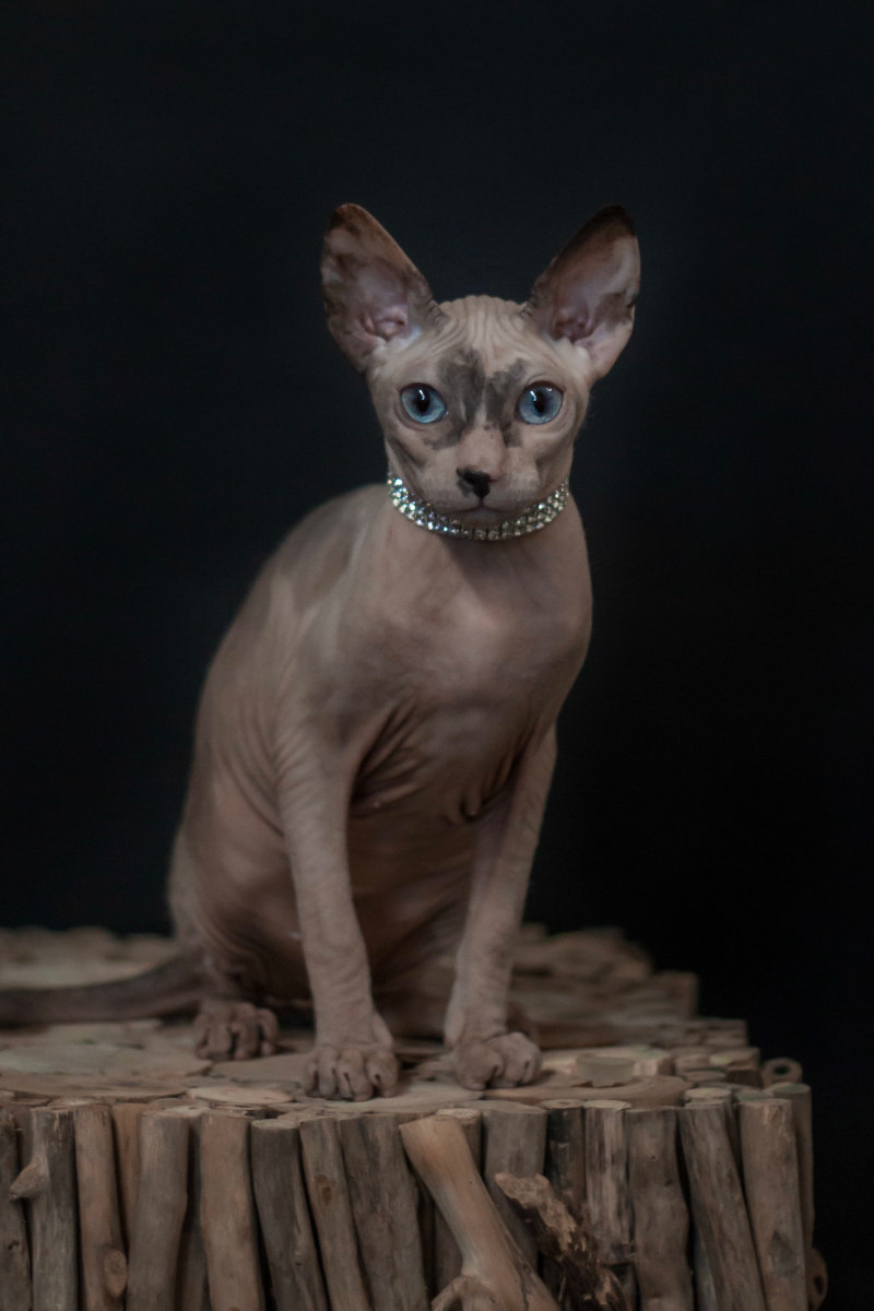 Gertruda Naked Angel - a cat of the Don Sphynx breed