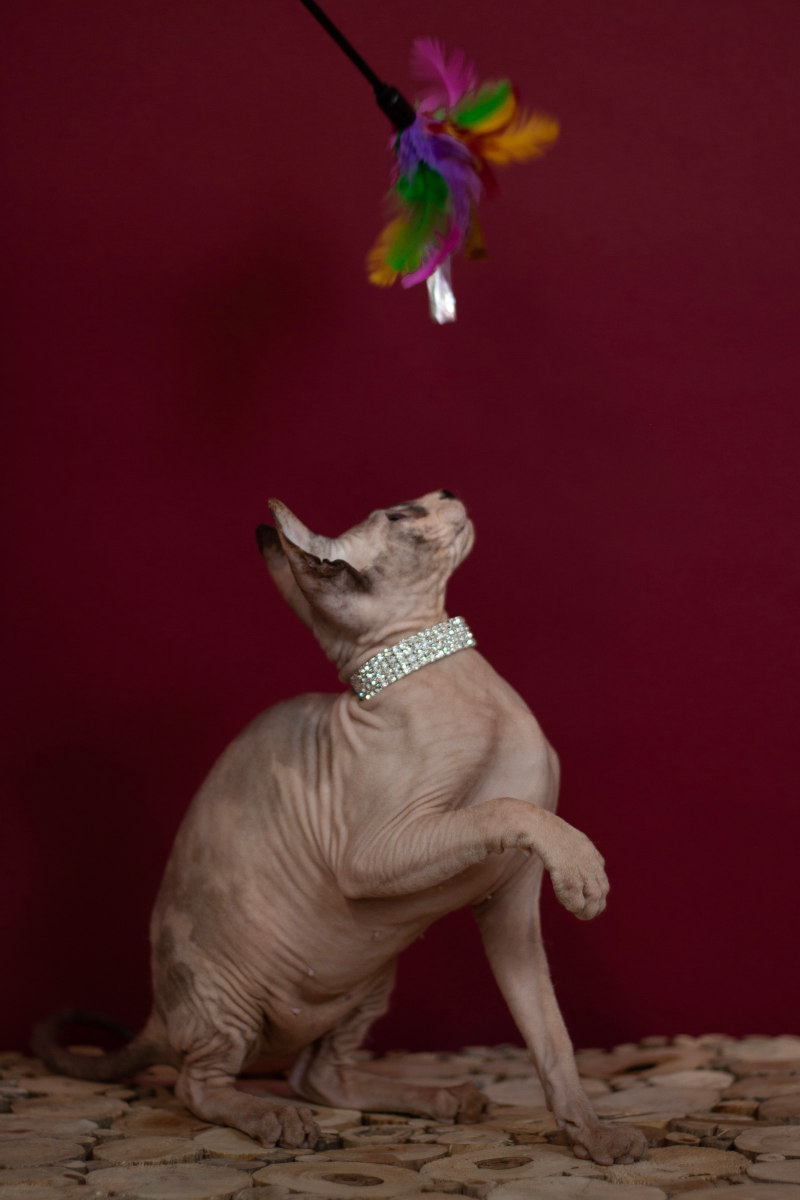 Гертруда Голый Ангел - кошка породы Донской сфинкс