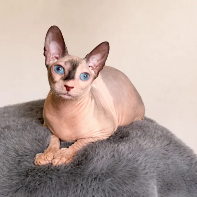 Boucheron*CZ Holly Wood - kočka plemene Donský sphynx