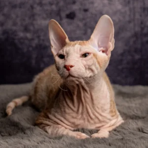 Ilon - kocourek plemene Ukrajinský levkoy