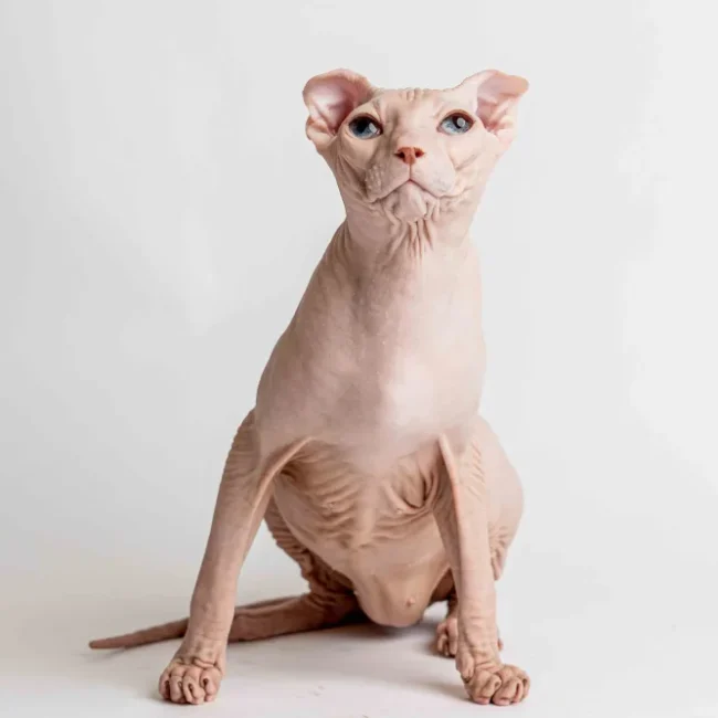 Invar kocourek plemene Ukrajinský levkoy fold