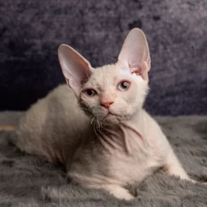 Istwood kocourek plemene Ukrajinský levkoy