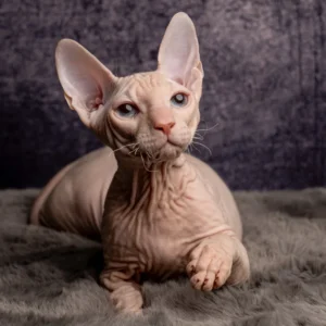 Ivo Martel kocourek plemene Ukrajinský levkoy