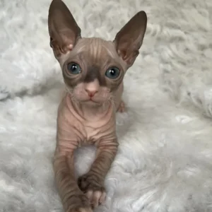 Joker - kocourek plemene Donský sphynx
