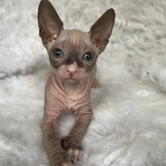 Joker - kocourek plemene Donský sphynx