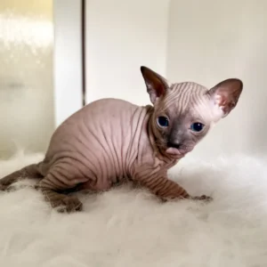 Kai - kocourek plemene Ukrajinsý levkoy straight