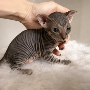 Karim - kocourek plemene Ukrajinsý levkoy fold