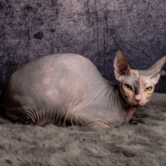 Keisaya - kočka plemene Donský sphynx