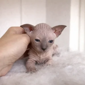 Kevin - kocourek plemene Ukrajinsý levkoy straight