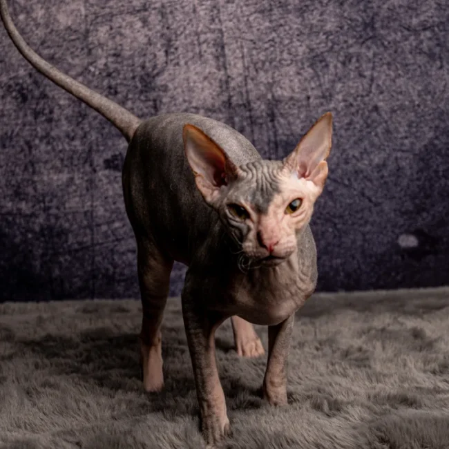 Kiwi - kočka plemene Donský sphynx